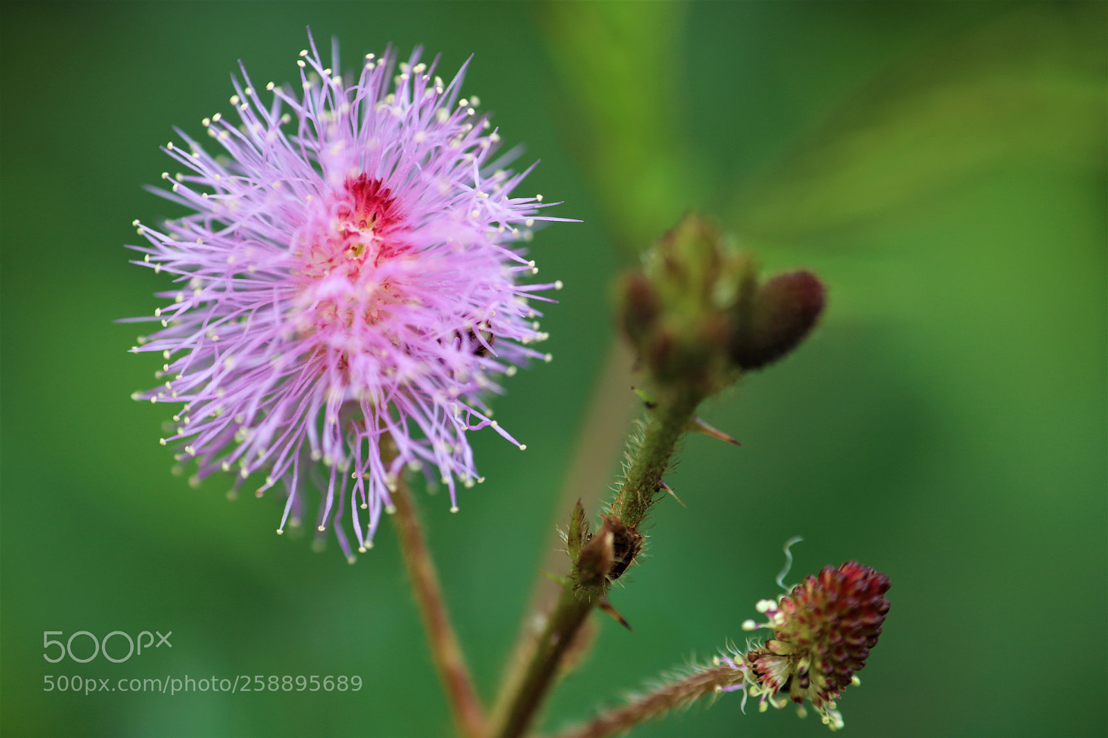 Canon EOS 750D (EOS Rebel T6i / EOS Kiss X8i) sample photo. Flower photography