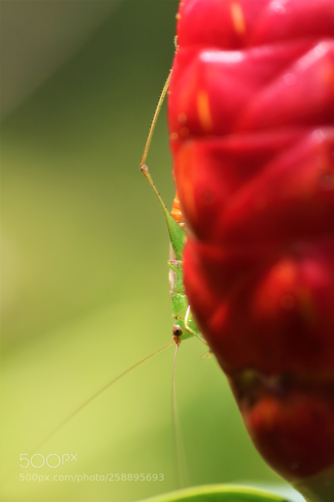 Canon EOS 750D (EOS Rebel T6i / EOS Kiss X8i) sample photo. Grasshopper photography