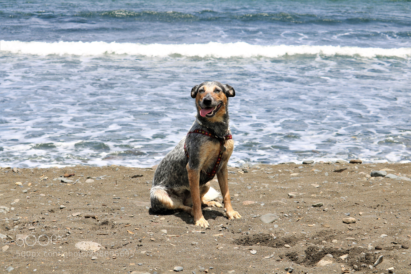 Canon EOS 750D (EOS Rebel T6i / EOS Kiss X8i) sample photo. Happy dog photography