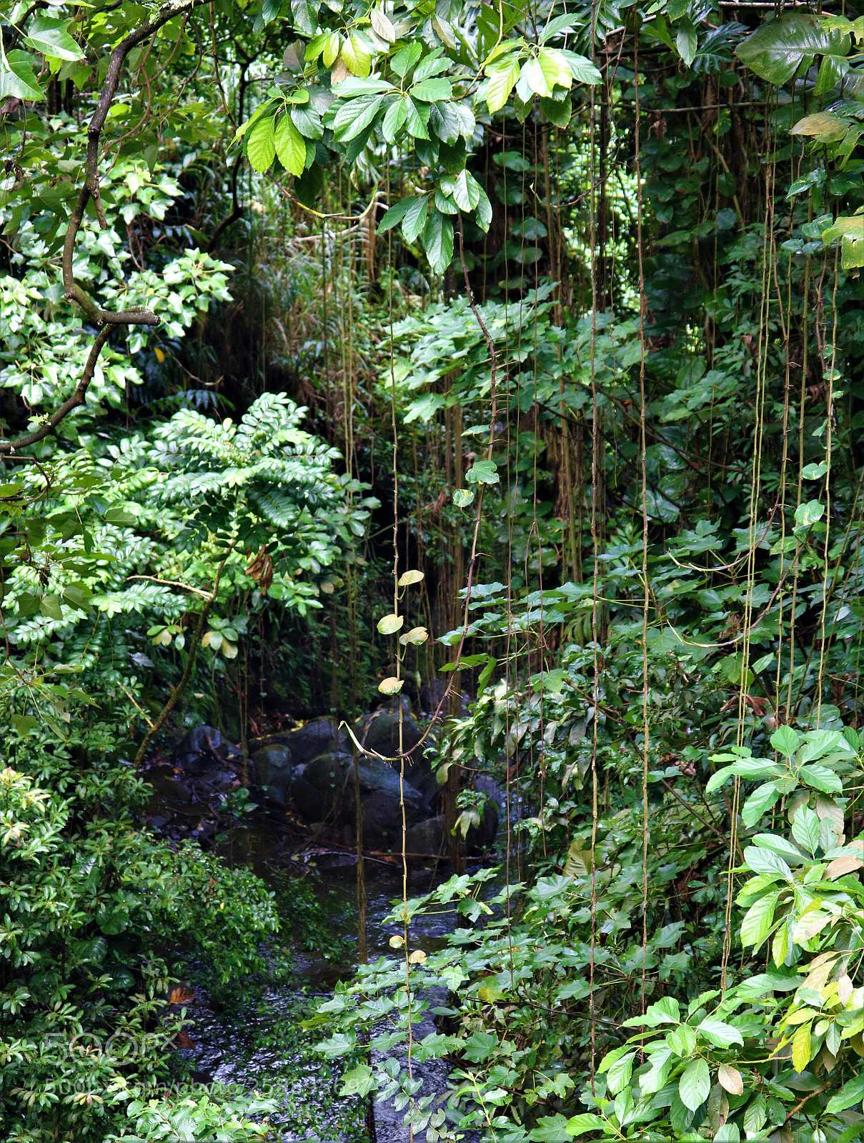 Canon EOS 750D (EOS Rebel T6i / EOS Kiss X8i) sample photo. Jungle photography