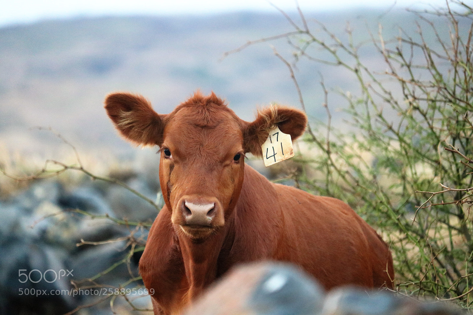 Canon EOS 750D (EOS Rebel T6i / EOS Kiss X8i) sample photo. Maui cattle photography