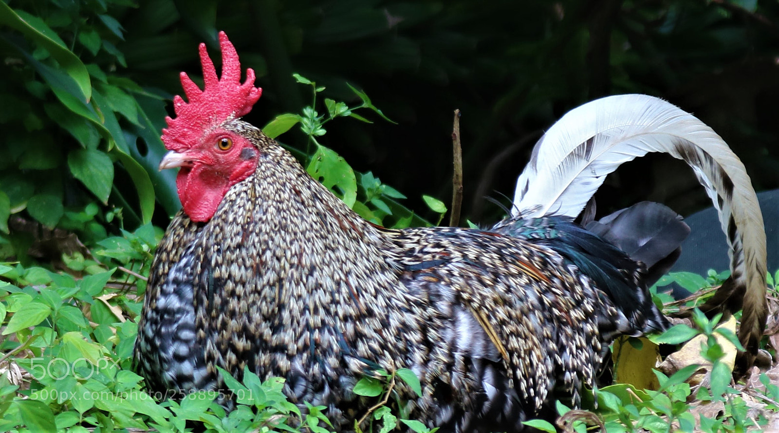 Canon EOS 750D (EOS Rebel T6i / EOS Kiss X8i) sample photo. Maui rooster photography