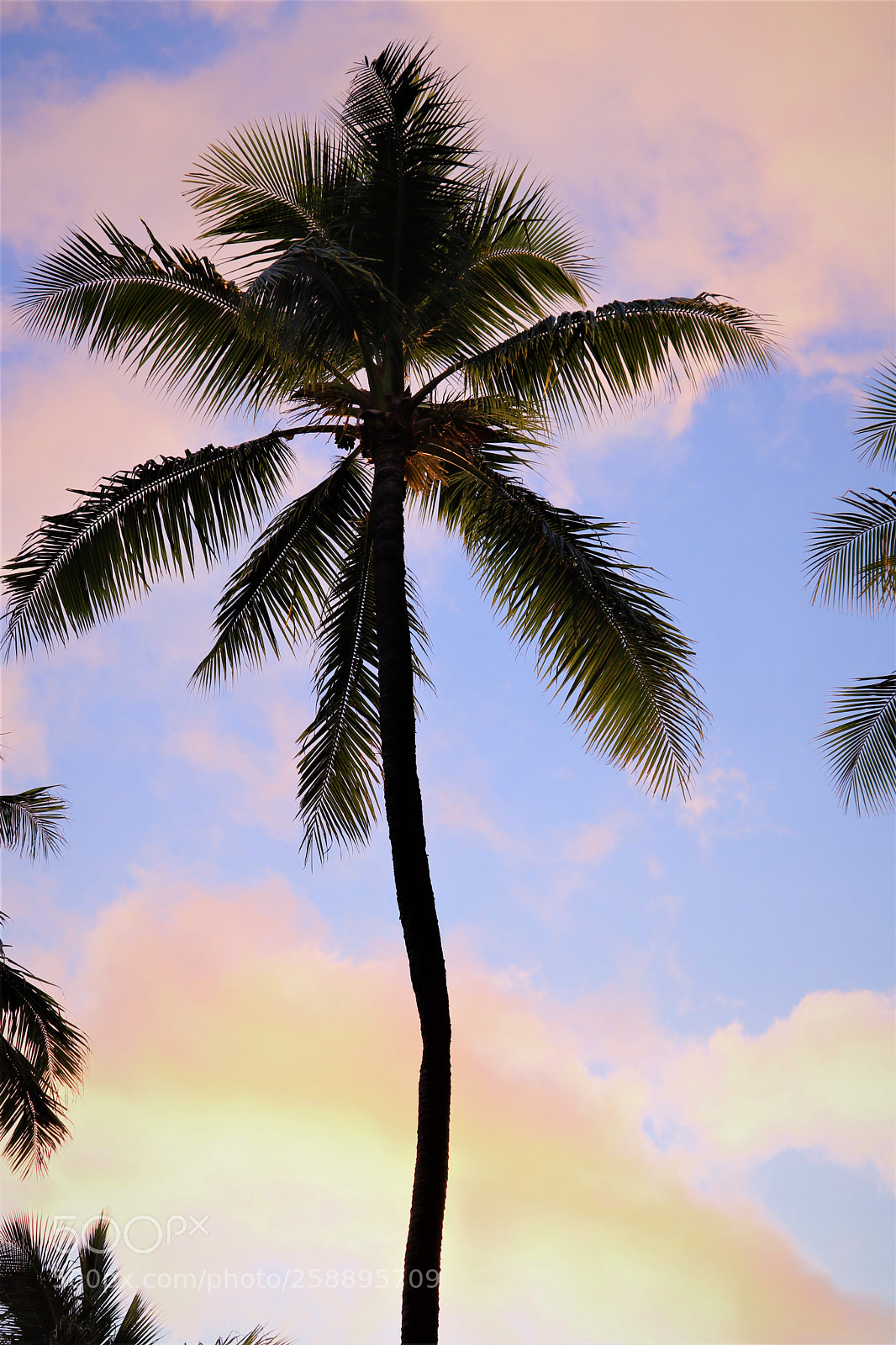 Canon EOS 750D (EOS Rebel T6i / EOS Kiss X8i) sample photo. Palm at sunset photography