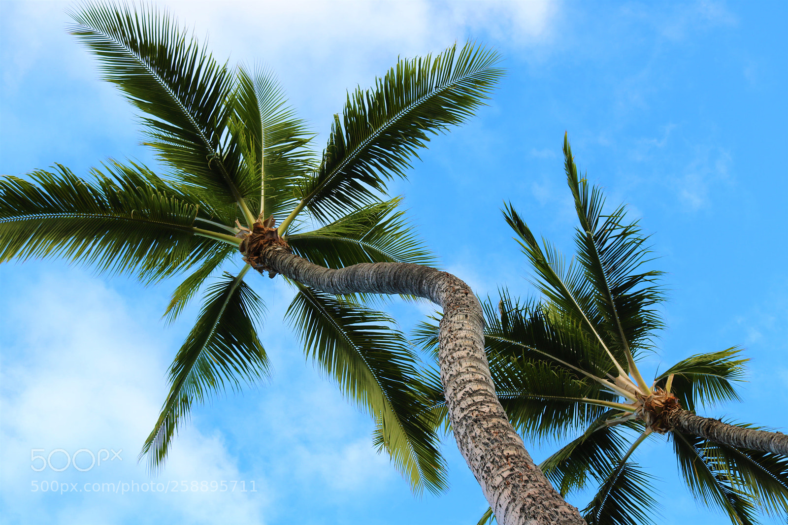 Canon EOS 750D (EOS Rebel T6i / EOS Kiss X8i) sample photo. Palm trees dancing with photography