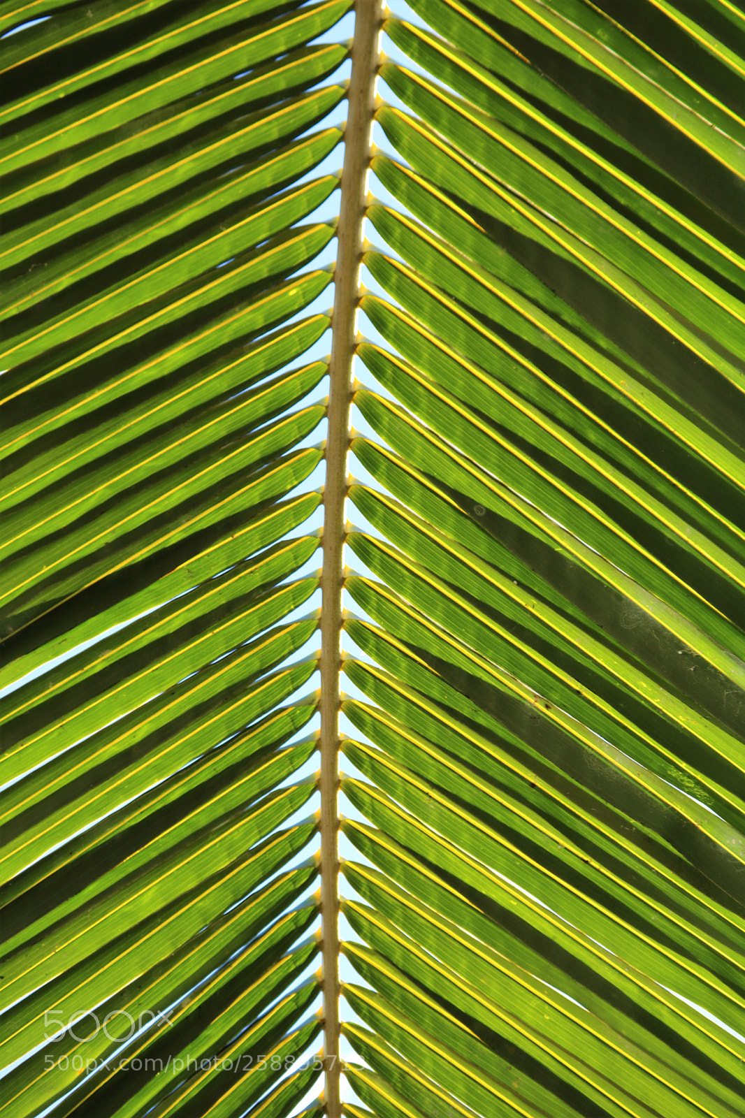Canon EOS 750D (EOS Rebel T6i / EOS Kiss X8i) sample photo. Palm photography