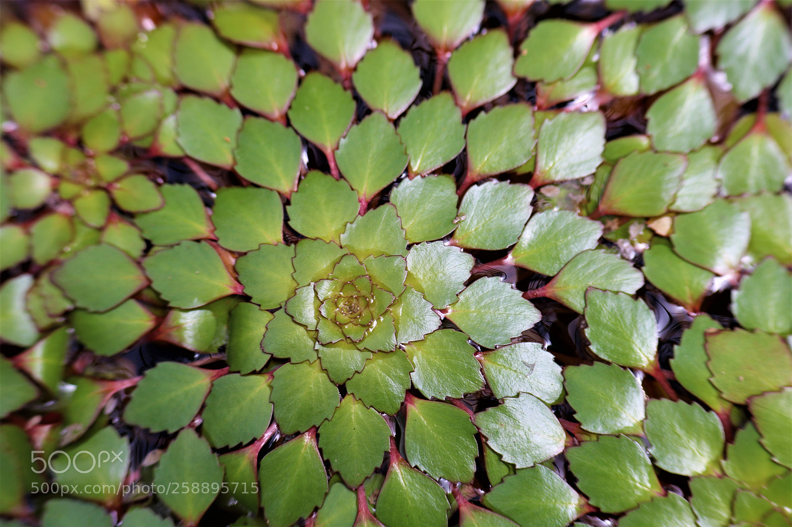 Canon EOS 750D (EOS Rebel T6i / EOS Kiss X8i) sample photo. Pond plant photography