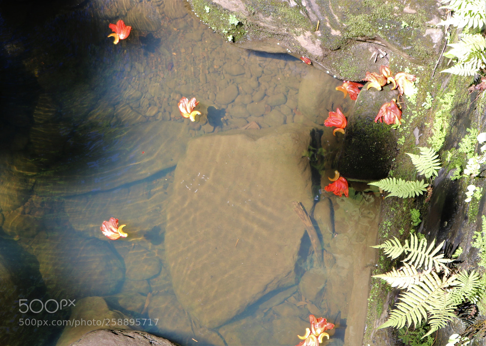 Canon EOS 750D (EOS Rebel T6i / EOS Kiss X8i) sample photo. Puddle photography