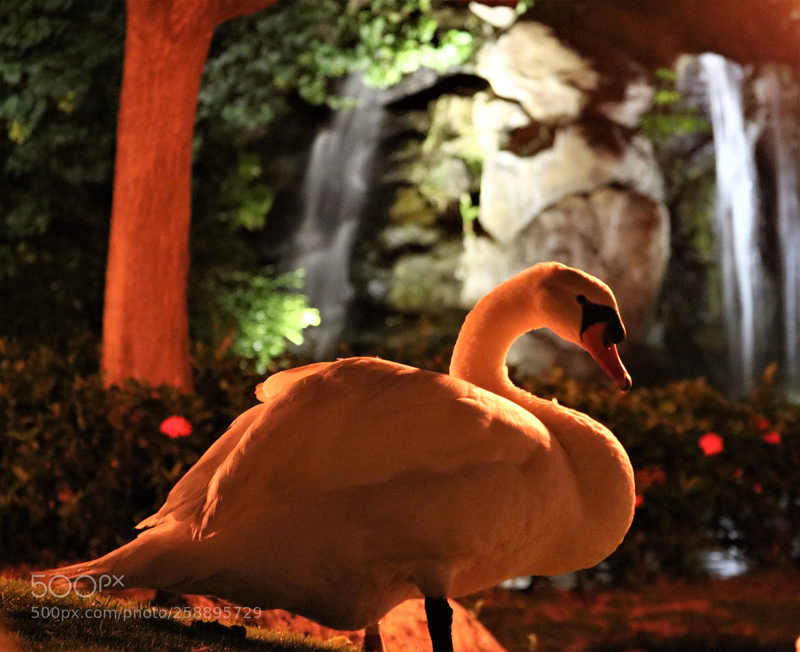 Canon EOS 750D (EOS Rebel T6i / EOS Kiss X8i) sample photo. Swan photography