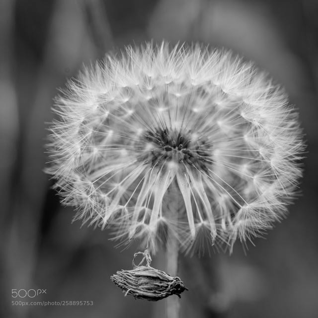 Nikon D810 sample photo. B&w flower photography