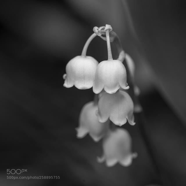 Nikon D810 sample photo. B&w flower photography