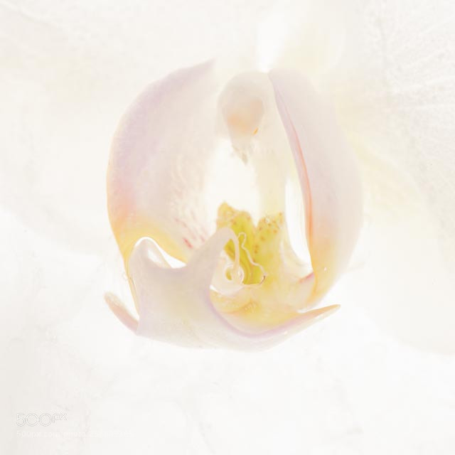 Nikon D810 sample photo. Frozen photography