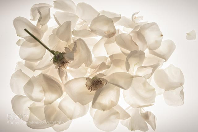 Nikon D810 sample photo. Nd photography