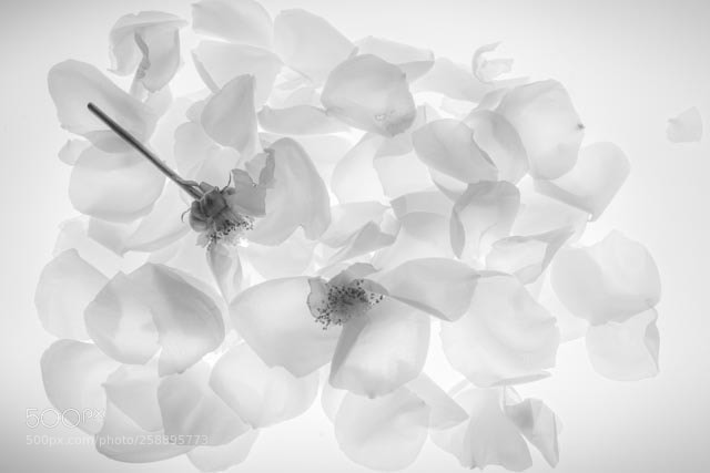 Nikon D810 sample photo. B&w flower photography