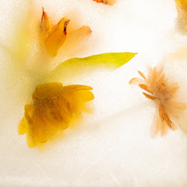Nikon D810 sample photo. Frozen photography