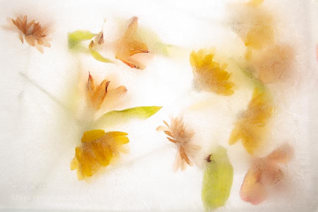 Nikon D810 sample photo. Frozen photography