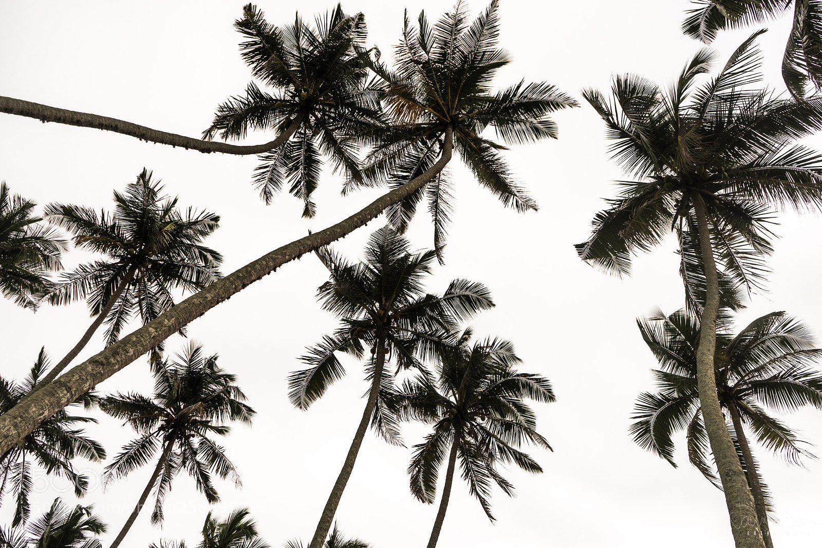 Sony a7 sample photo. Sri lanka mirissa coconut photography