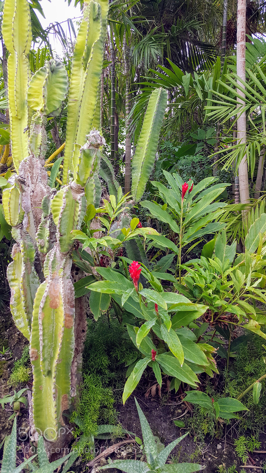 Samsung Galaxy Note5 sample photo. Untitled photography