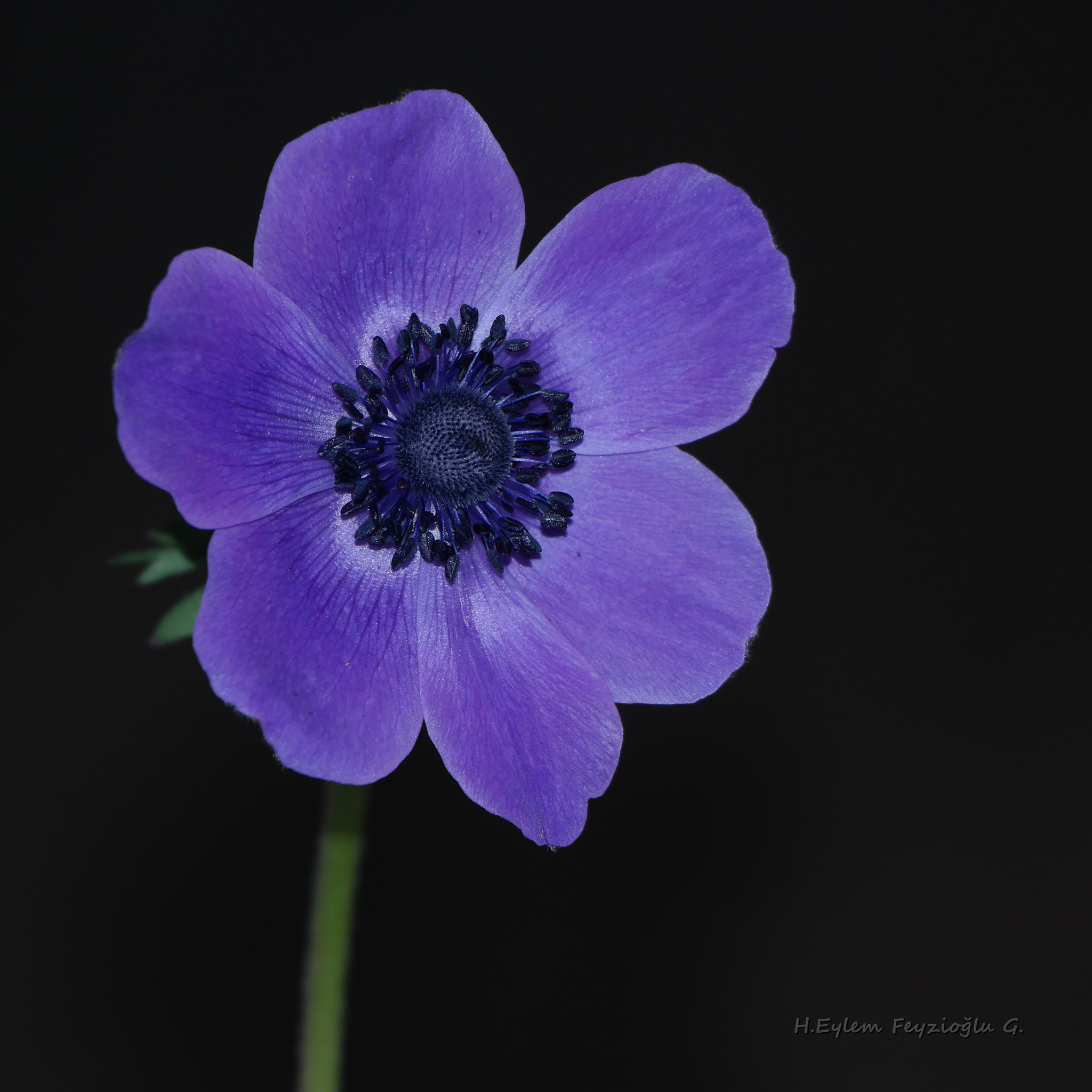 Samsung NX2000 sample photo. Anemone photography