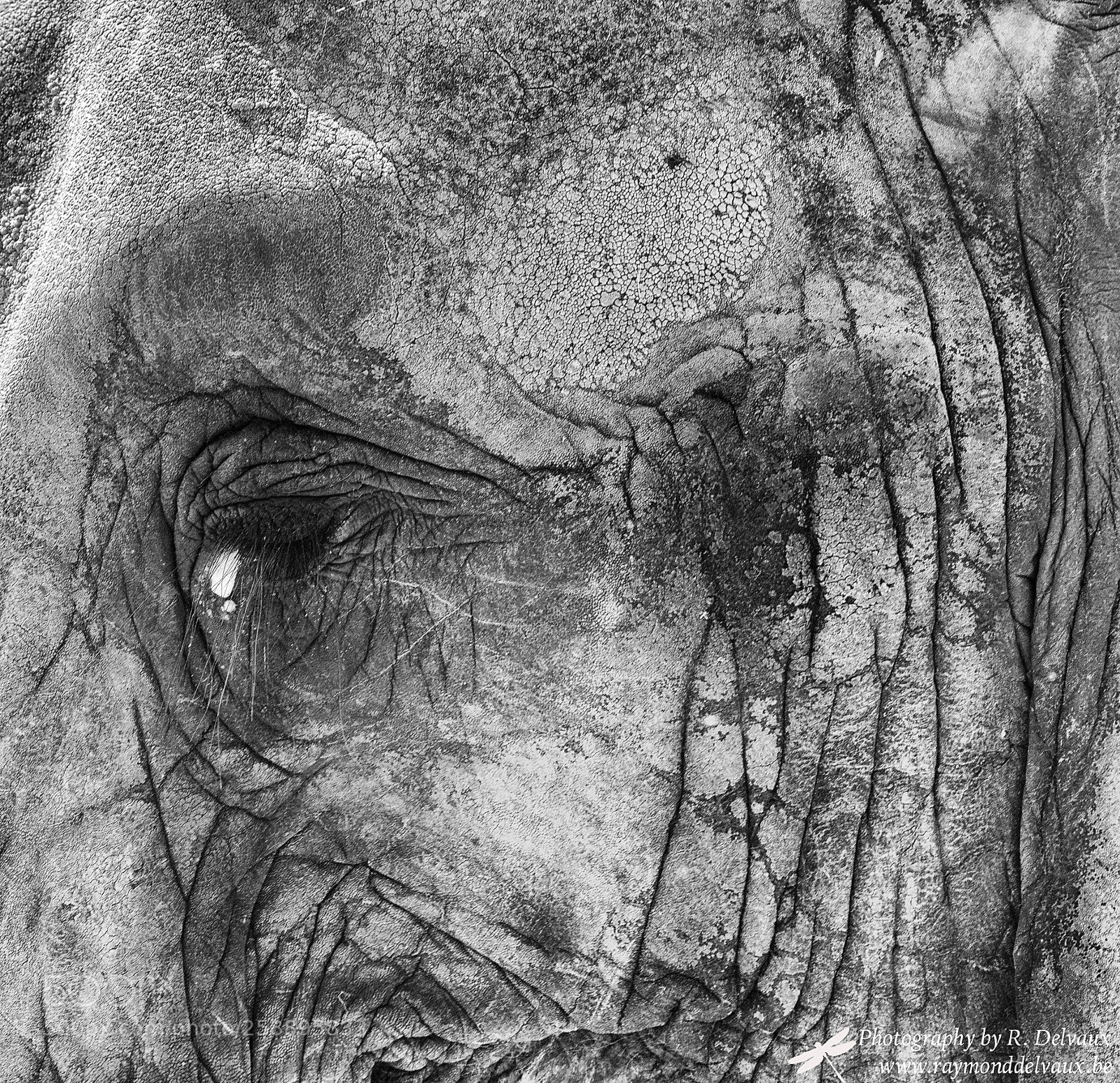 Canon EOS 7D Mark II sample photo. Elephant photography