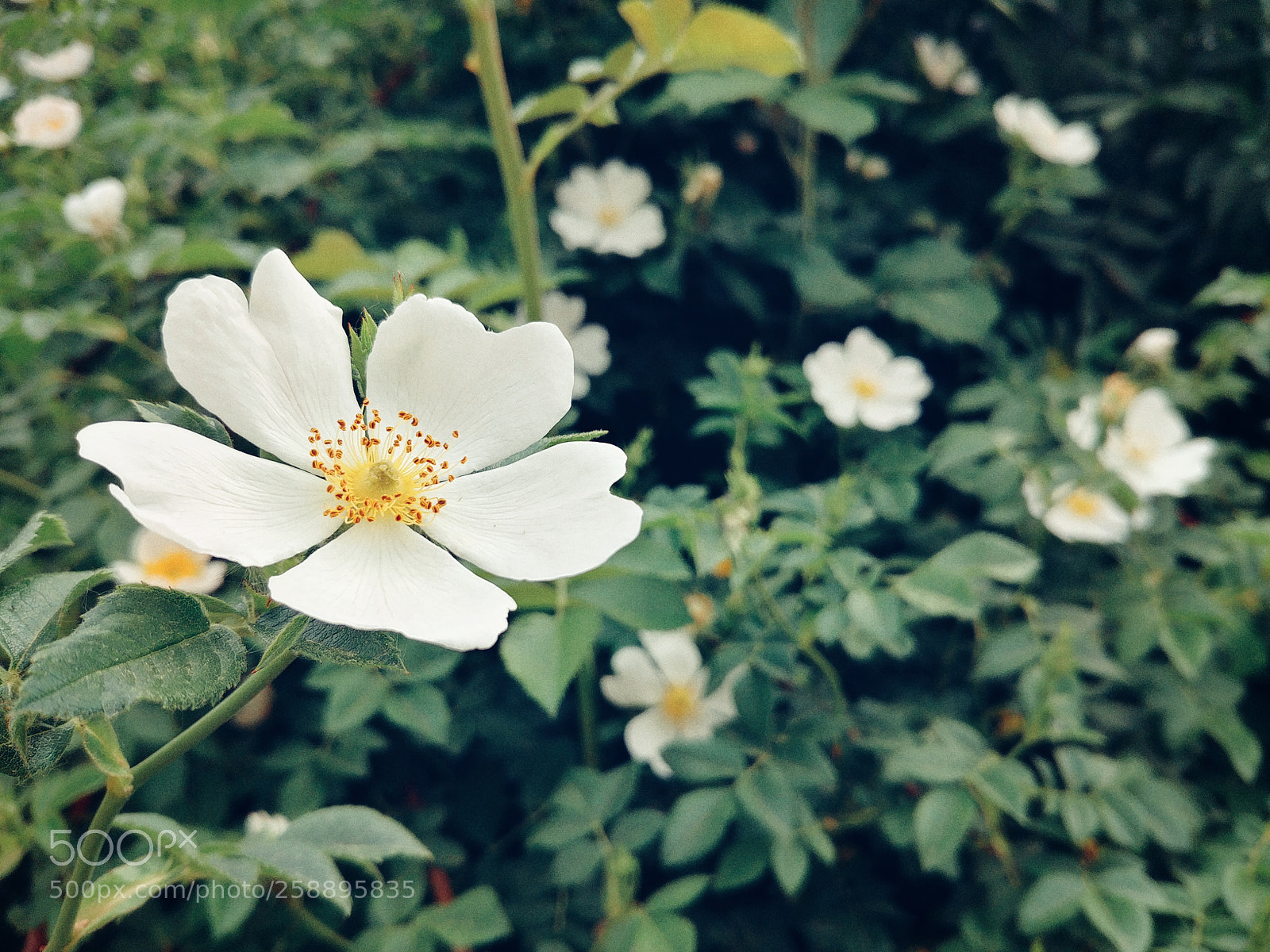 LG G6 sample photo. Untitled photography