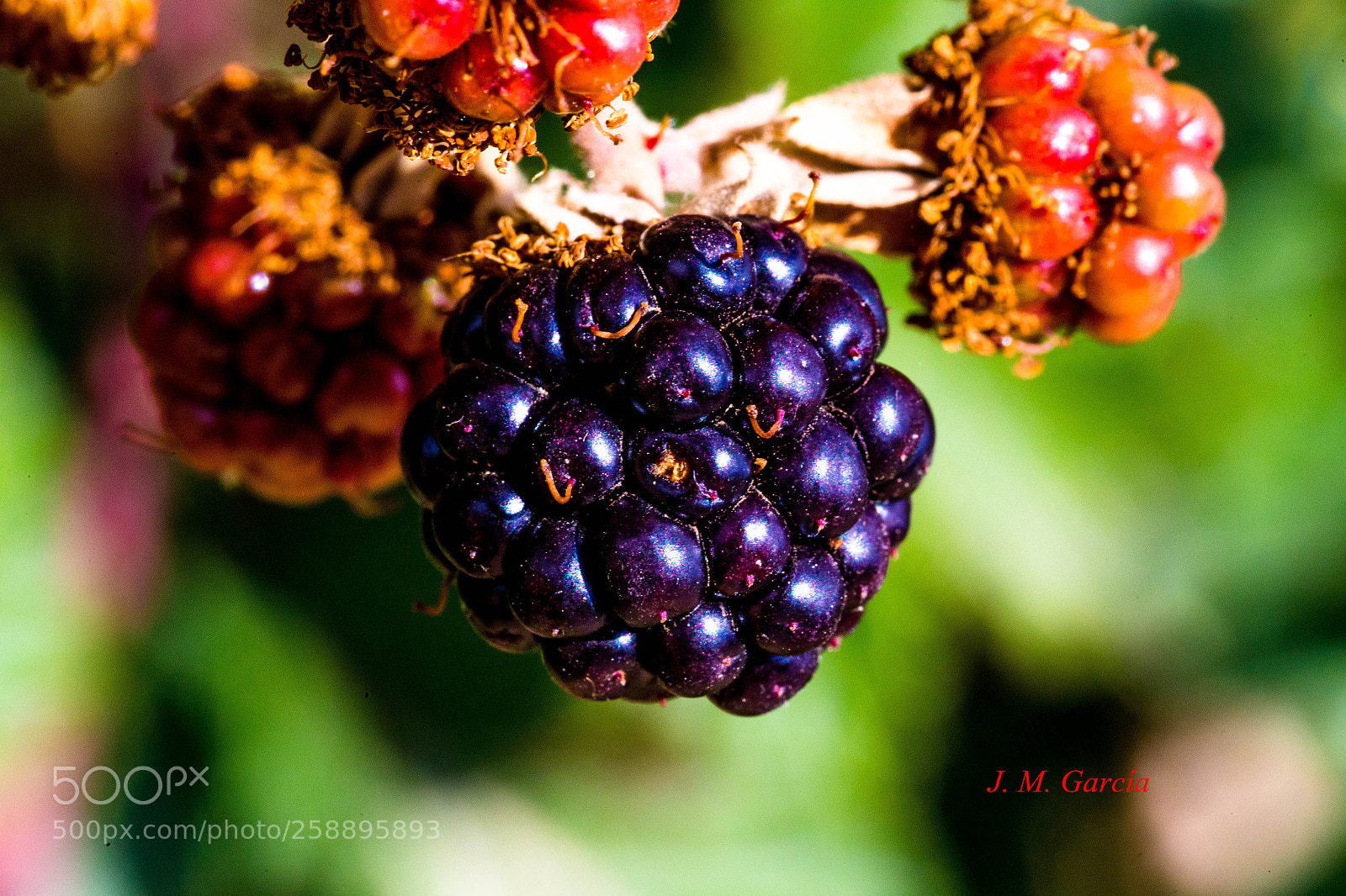 Canon EOS 6D sample photo. Mg photography