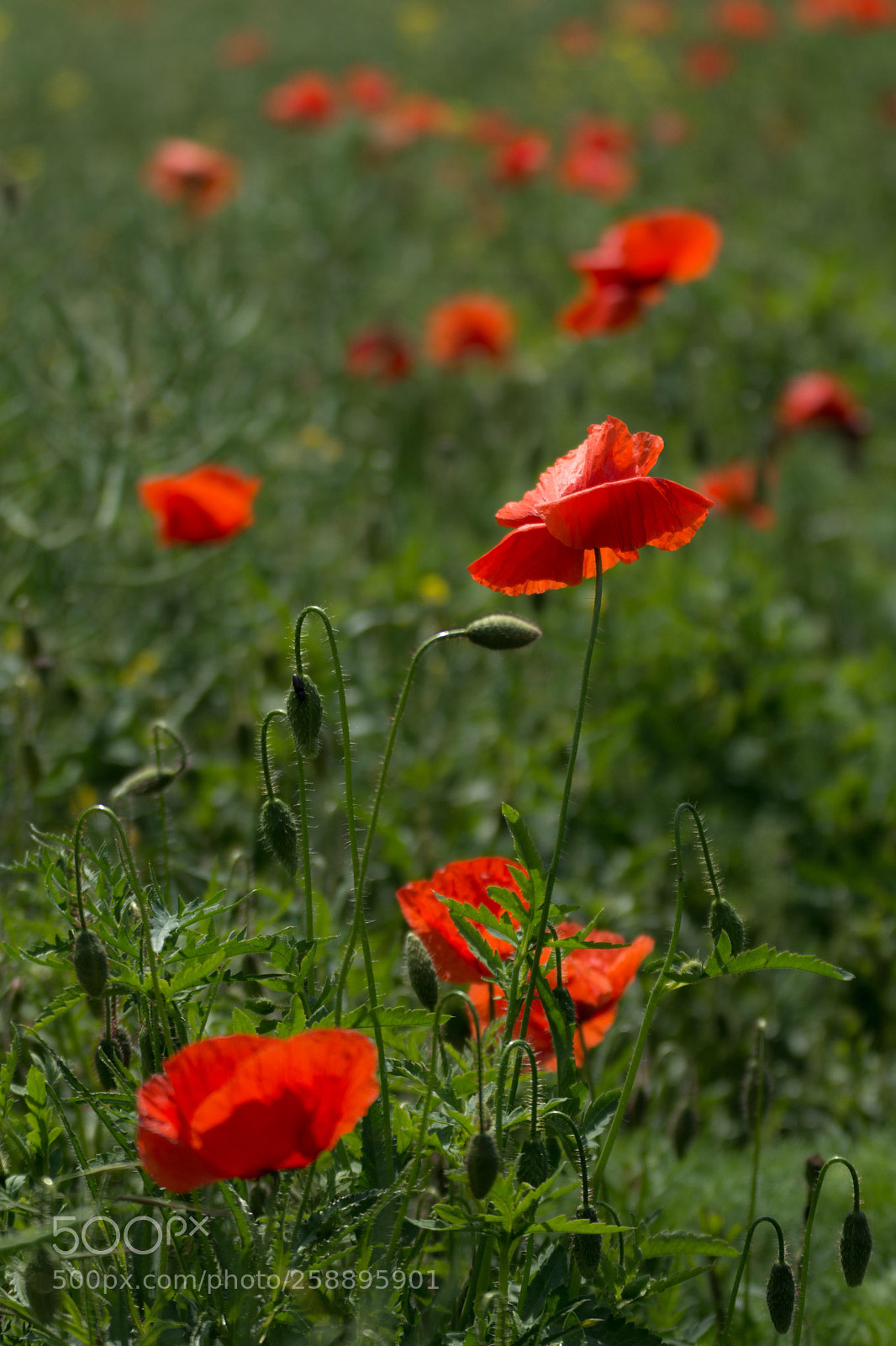Nikon D7200 sample photo. Poppies  photography