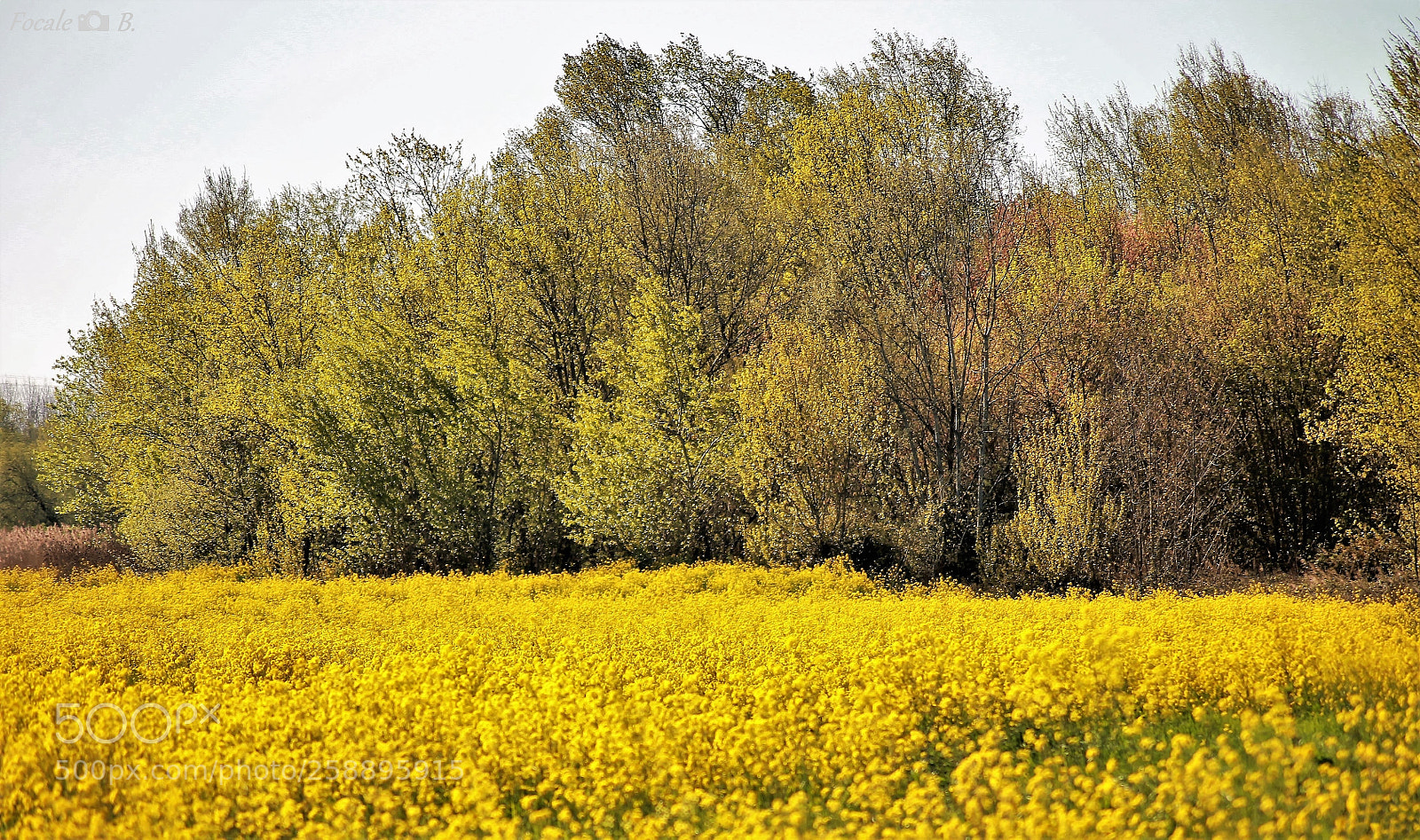Canon EOS 1100D (EOS Rebel T3 / EOS Kiss X50) sample photo. Yellow country photography