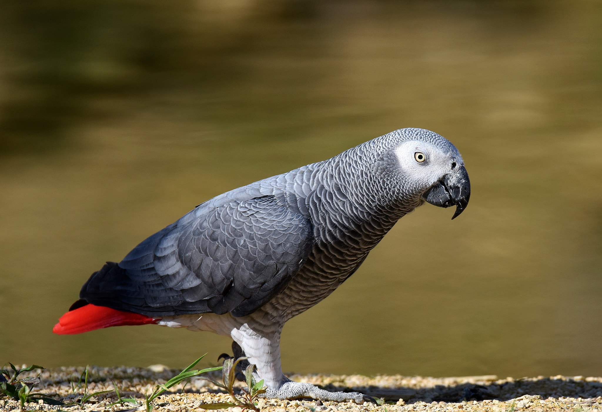 Nikon D810 + Sigma 150-600mm F5-6.3 DG OS HSM | S sample photo. Bird....while walking...!! photography