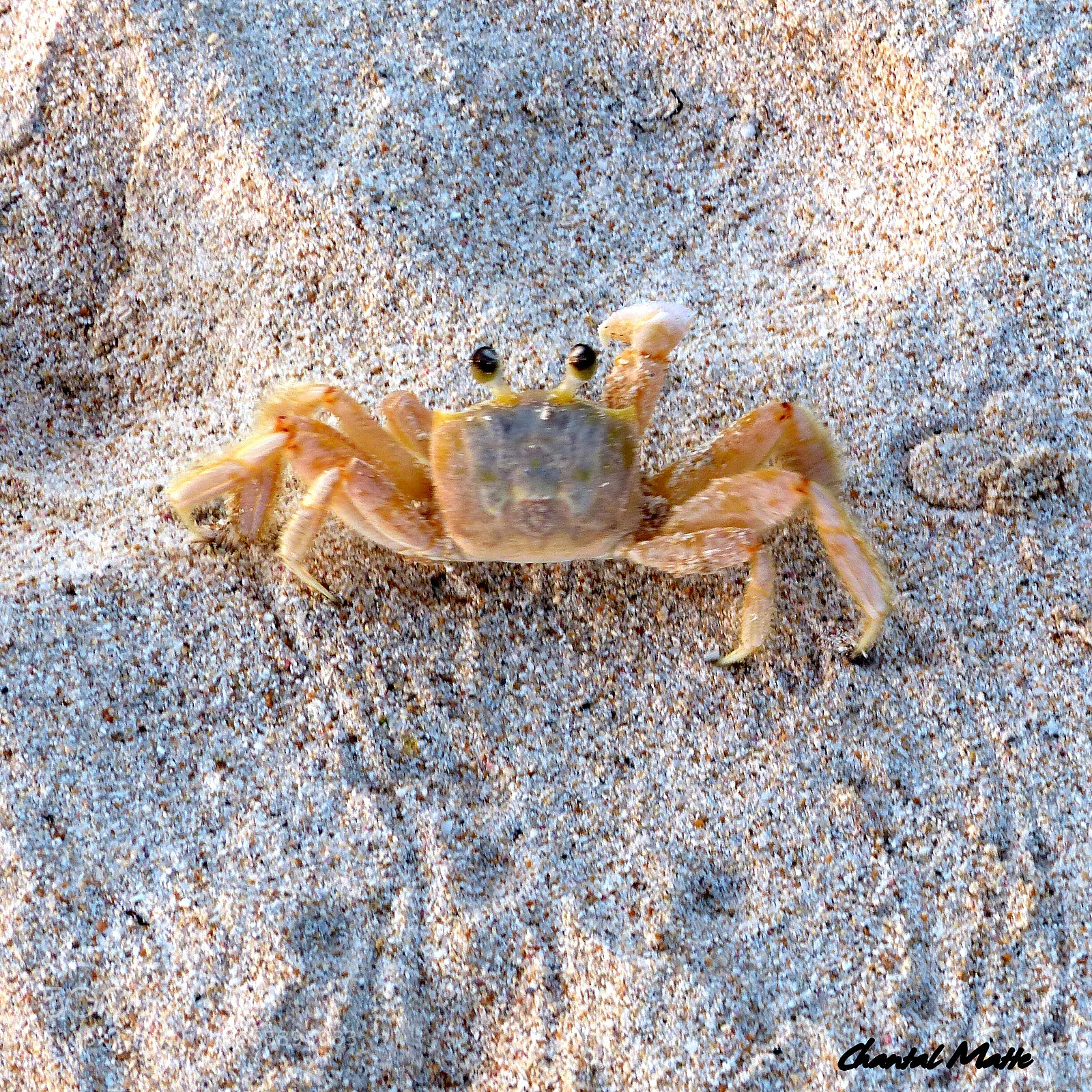 Panasonic Lumix DMC-FZ200 sample photo. Crab photography