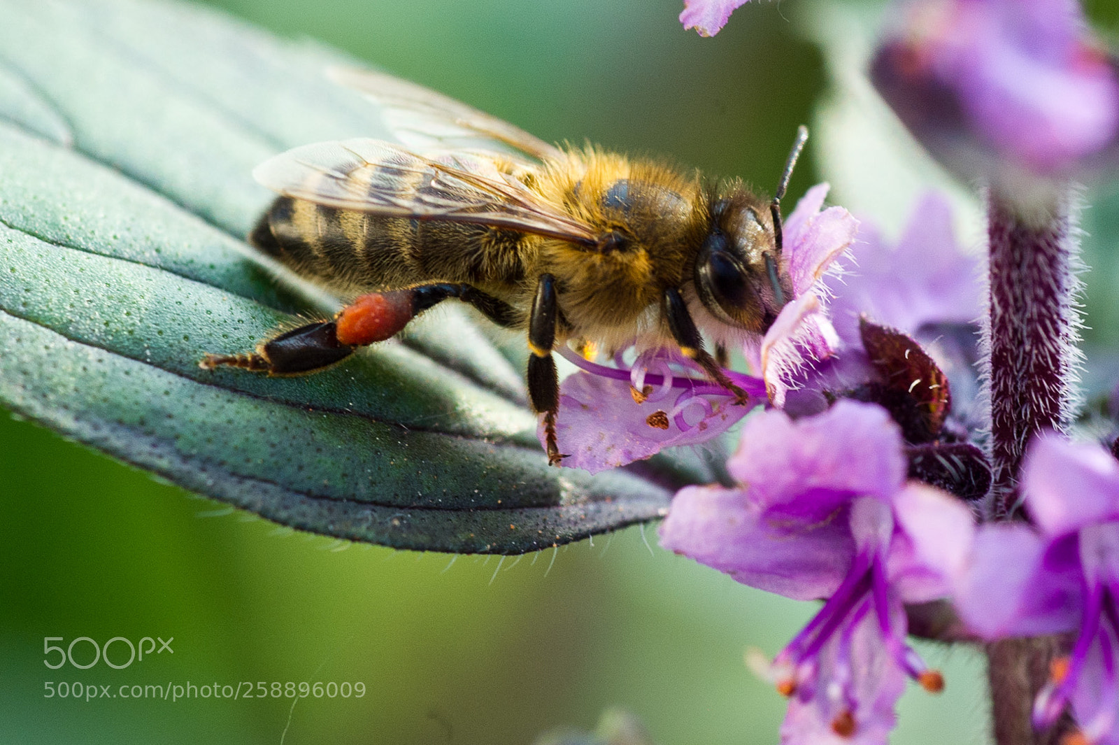 Nikon D3S sample photo. Busy bee photography