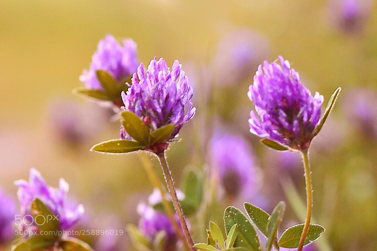 Nikon D5600 sample photo. Soft world of clovers2.  photography