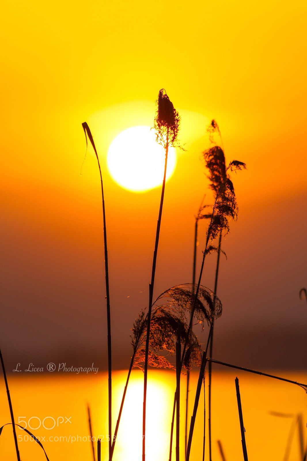 Canon EOS 6D Mark II sample photo. Caress of light 66 photography