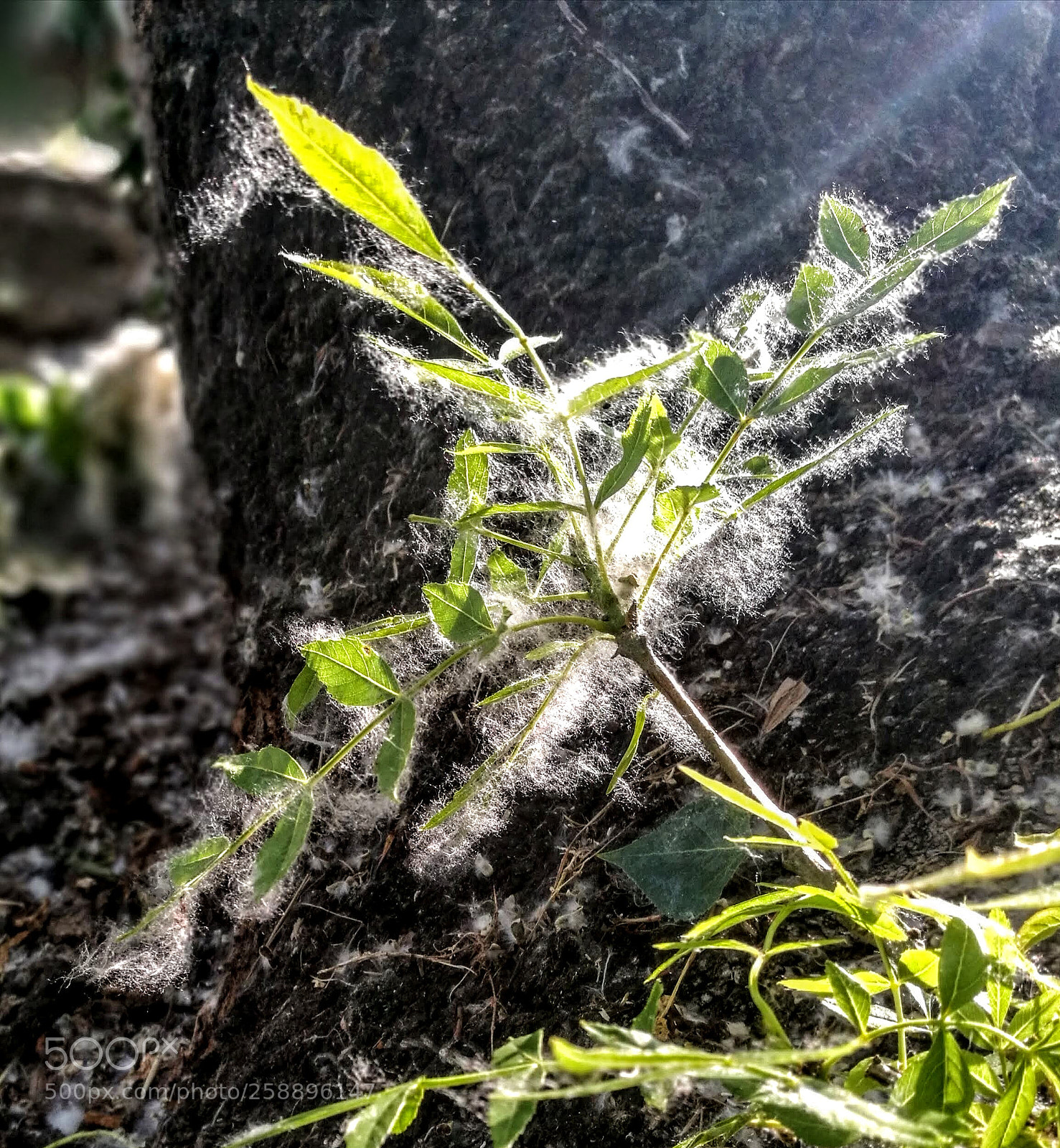 HUAWEI P9 sample photo. Sun in green photography