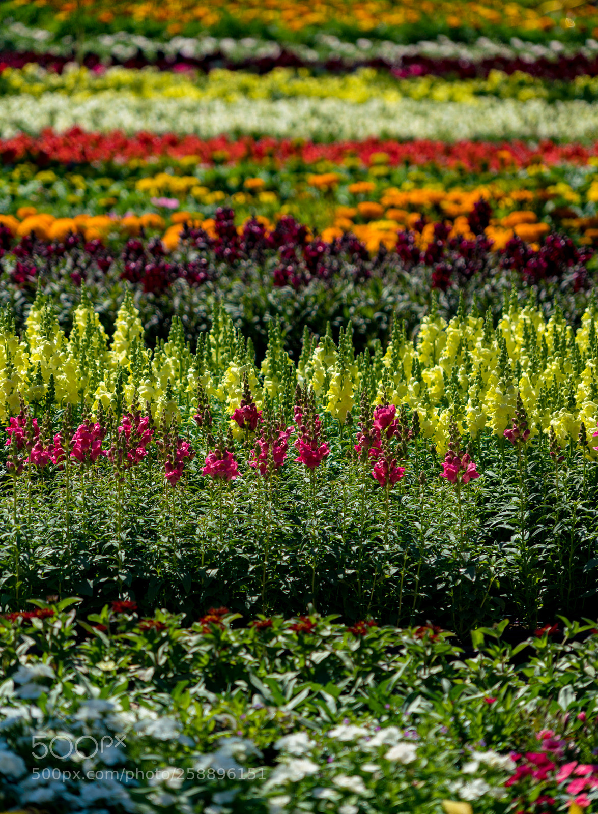 Sony a7R II sample photo. Spring flowers in dallas photography