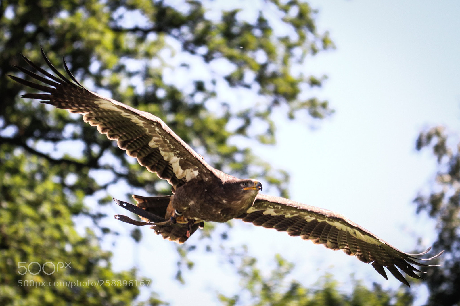 Canon EOS 77D (EOS 9000D / EOS 770D) sample photo. Hunting. photography