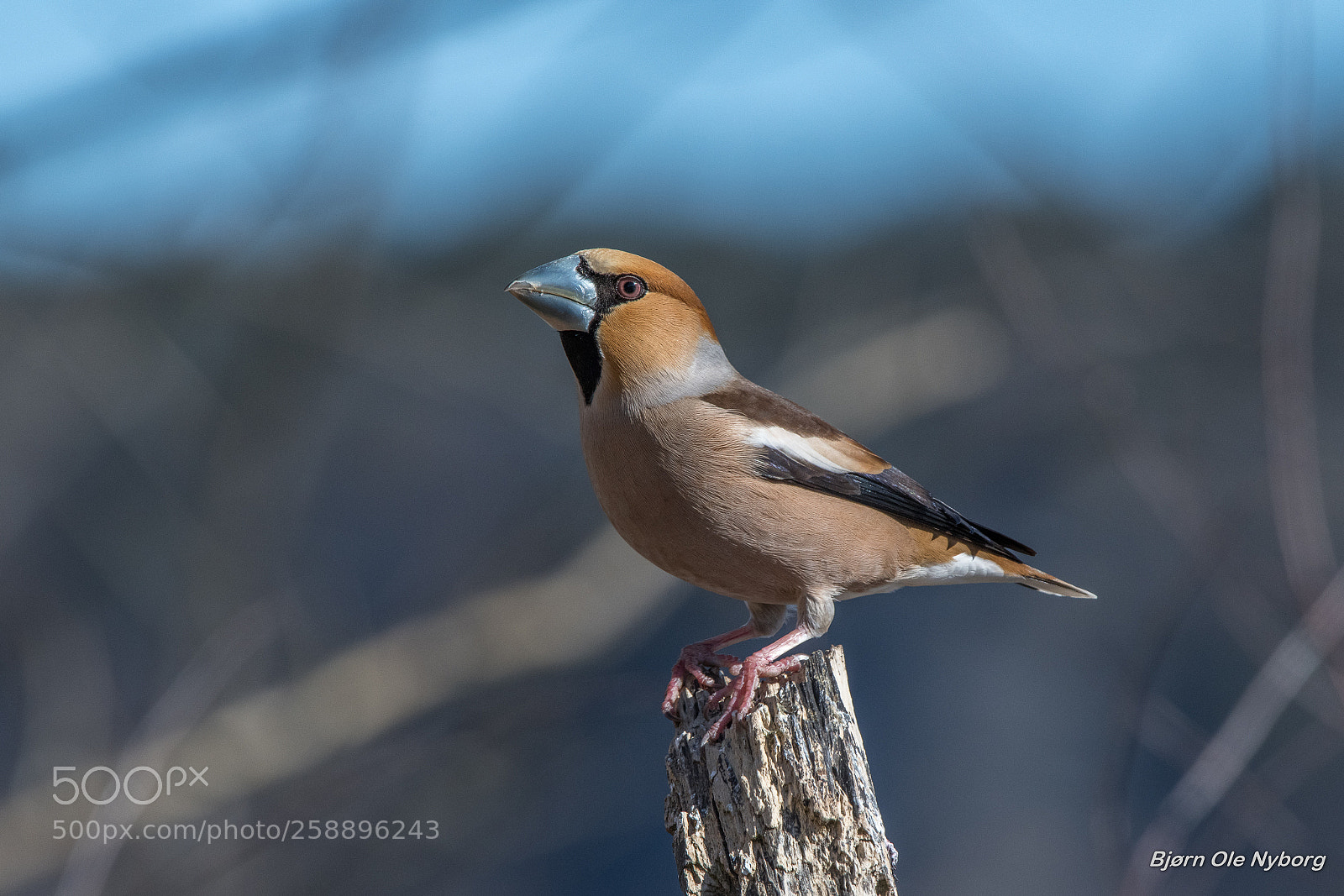 Nikon D850 sample photo. Hawfinch photography