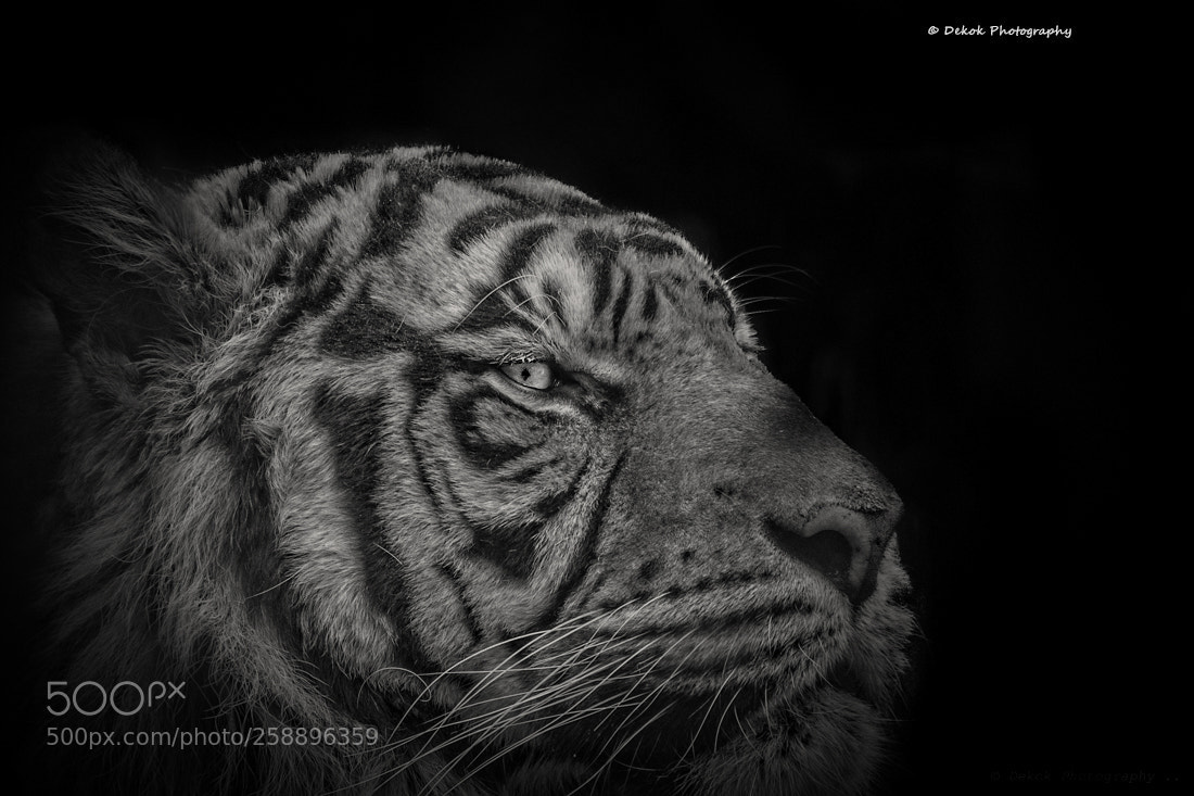 Nikon D500 sample photo. Sumatran tiger portrait .... photography