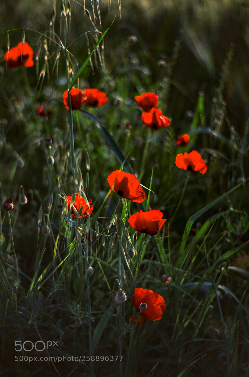 Nikon D5100 sample photo. Red"s photography