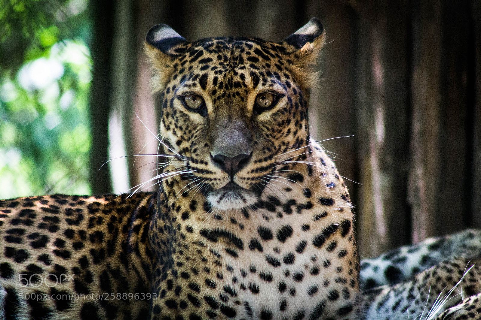 Canon EOS 1100D (EOS Rebel T3 / EOS Kiss X50) sample photo. Leopard photography