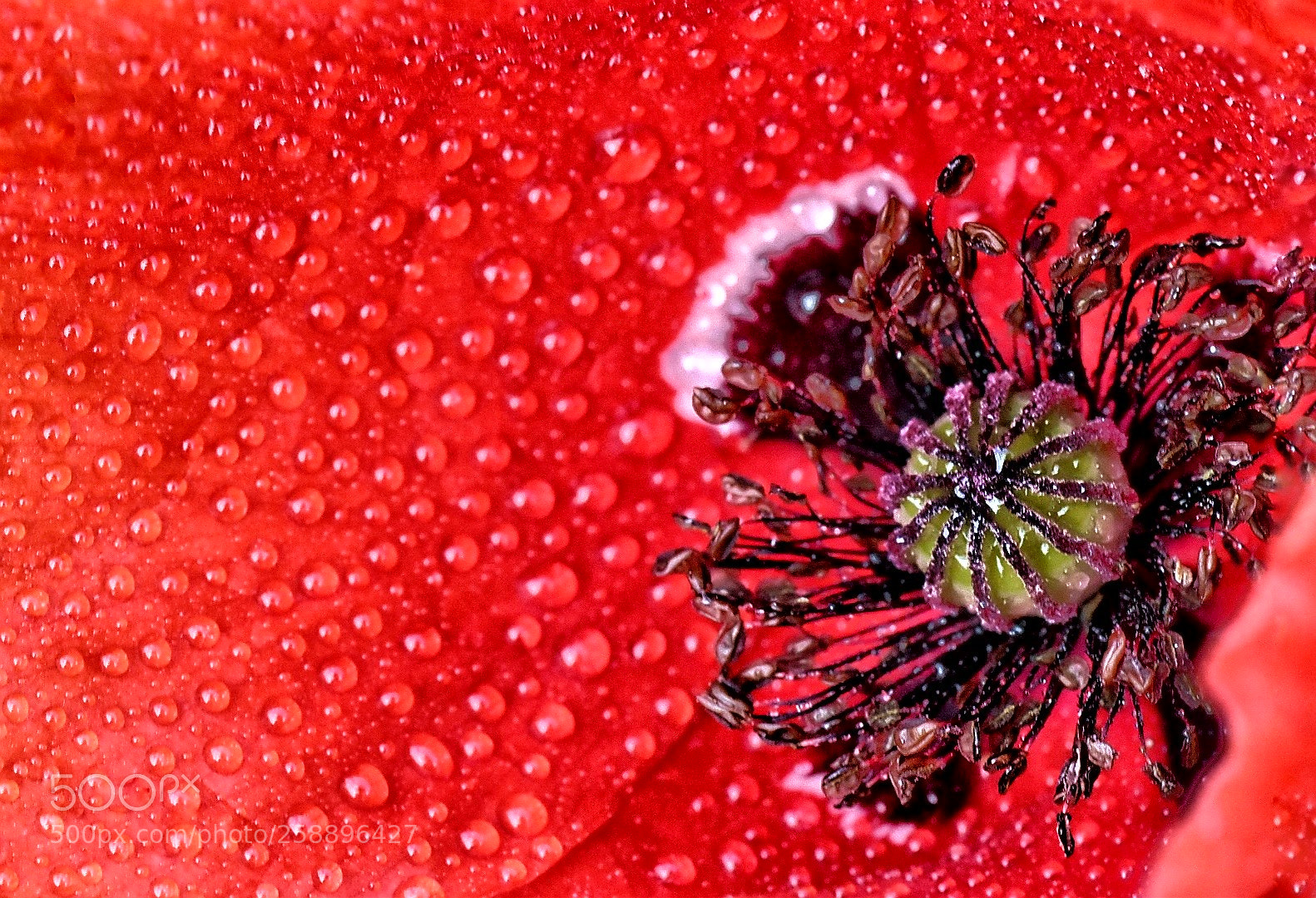 Nikon D5500 sample photo. Poppy photography