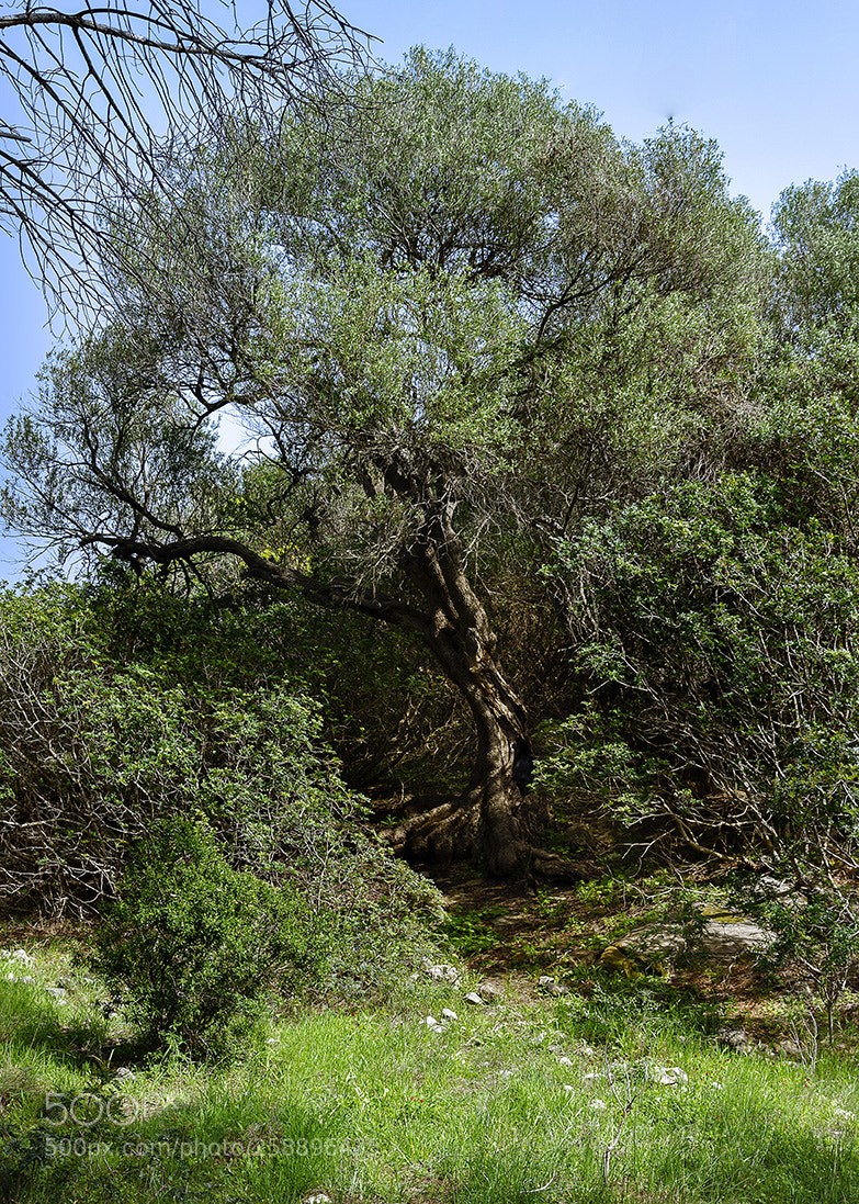 Nikon D7000 sample photo. The tree photography