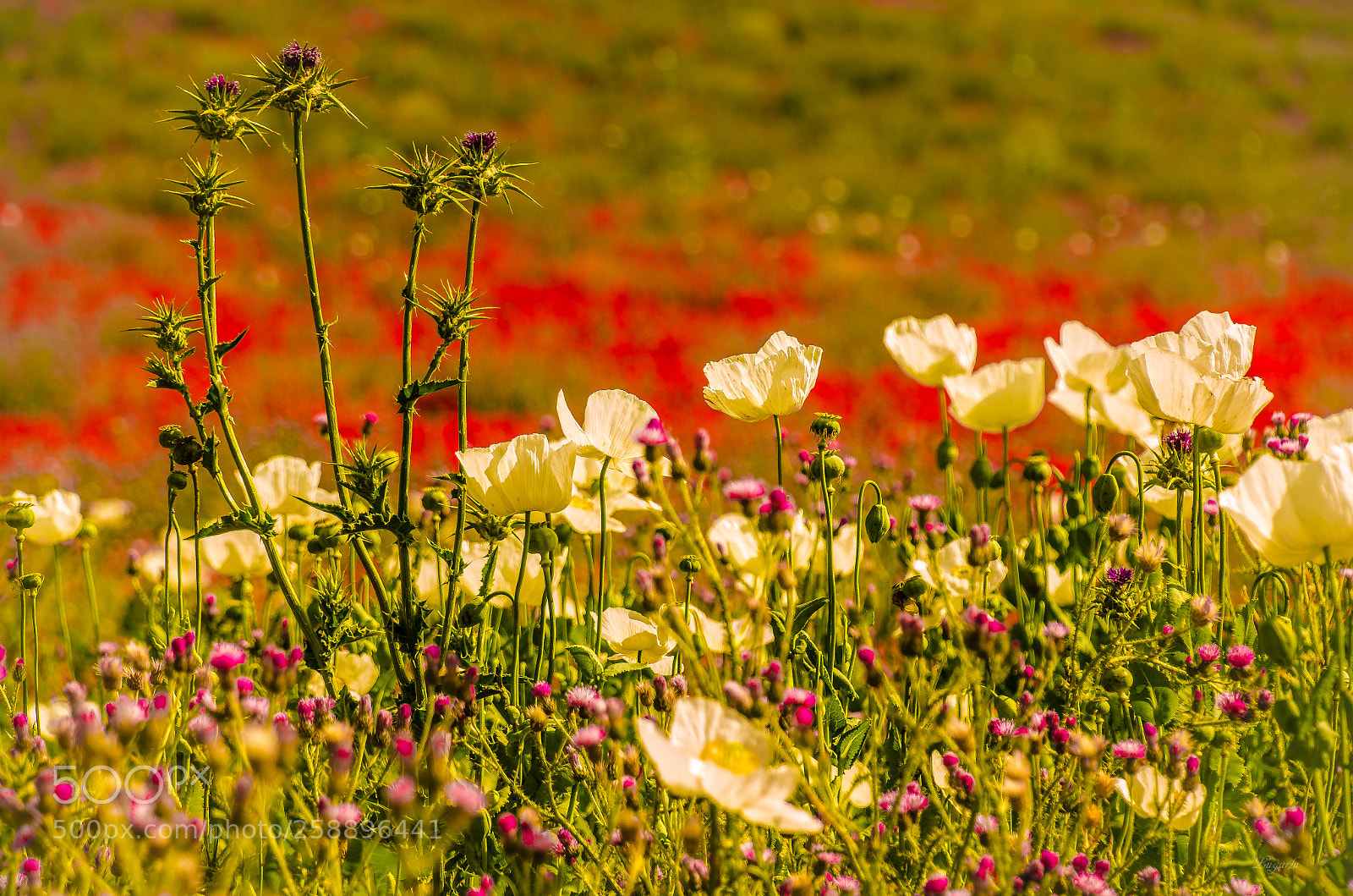 Nikon D7000 sample photo. Primavera photography
