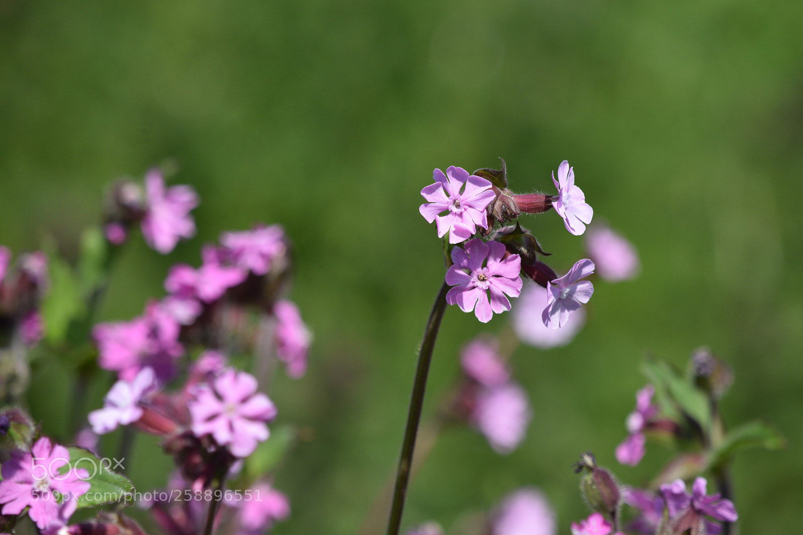 Nikon D5300 sample photo. Cowslip photography