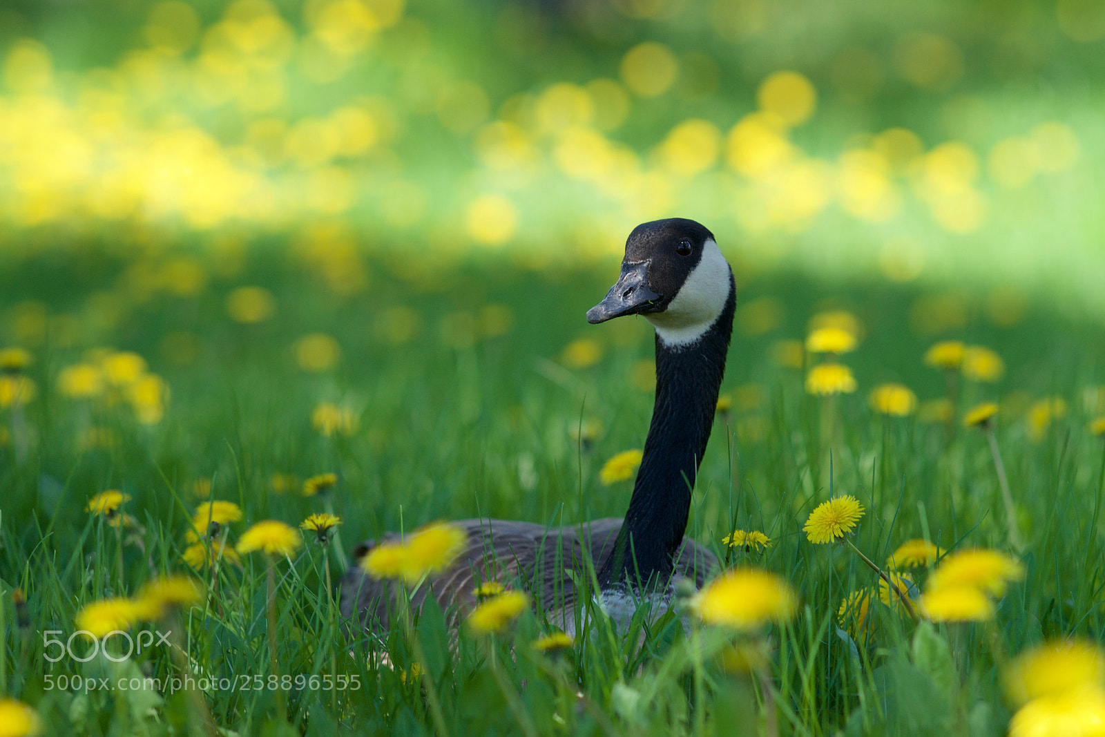 Sony a7 sample photo. A spring day photography