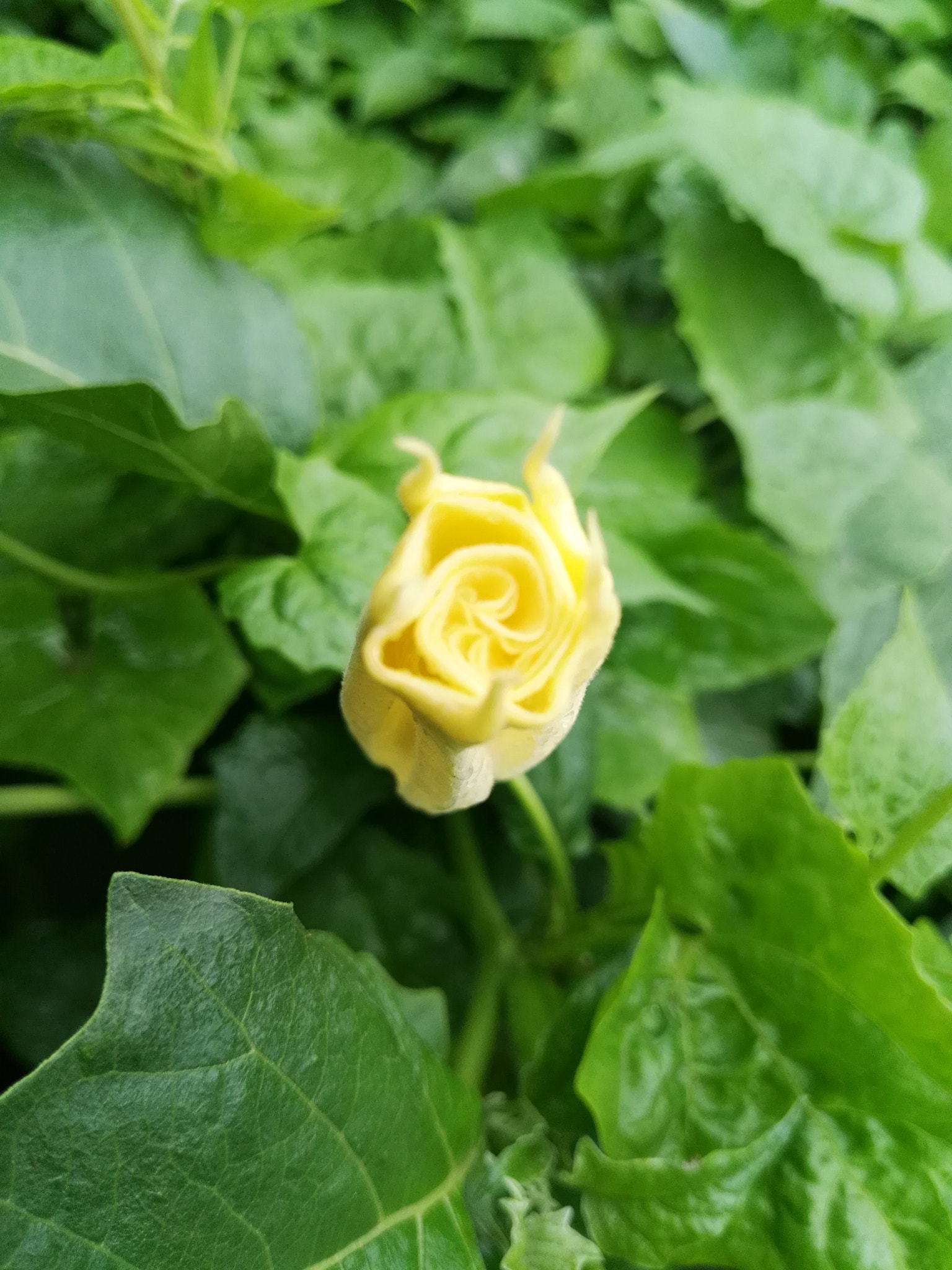 HUAWEI GX8 sample photo. Dav photography