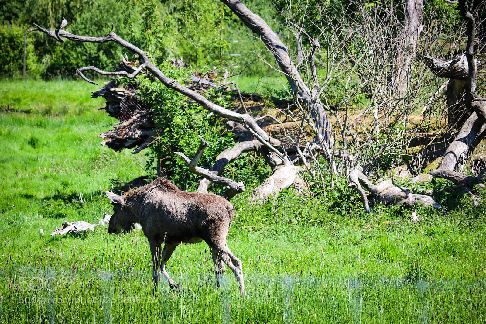 Canon EOS 77D (EOS 9000D / EOS 770D) sample photo. Elk. photography