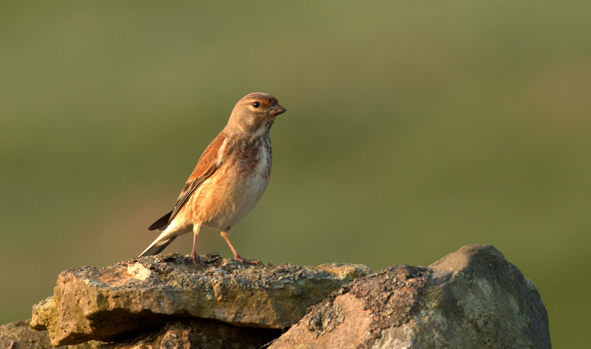 Canon EF 100-400mm F4.5-5.6L IS II USM sample photo. The linnet & the dry stone wall photography