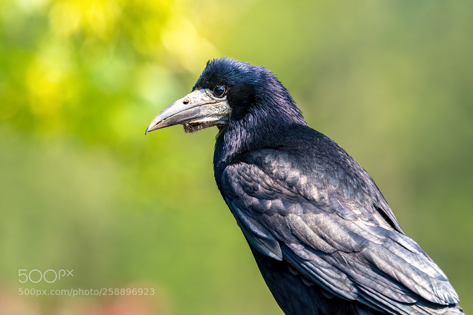 Nikon D500 sample photo. Sunny rook photography