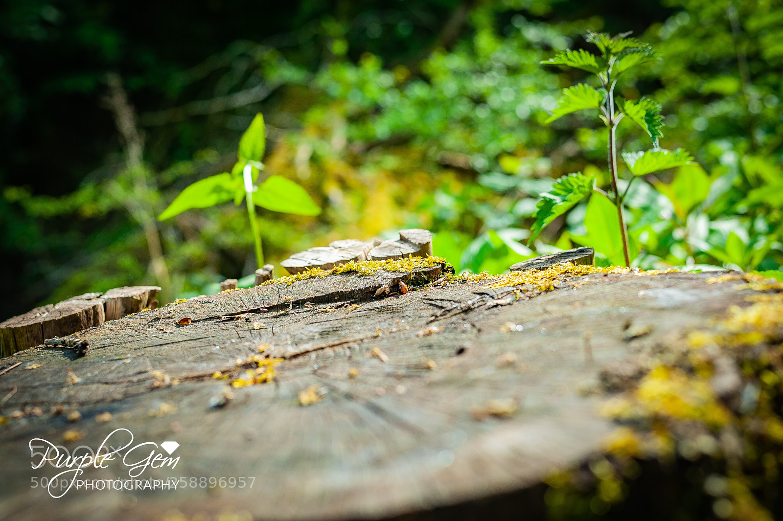 Nikon D700 sample photo. Tree stump photography