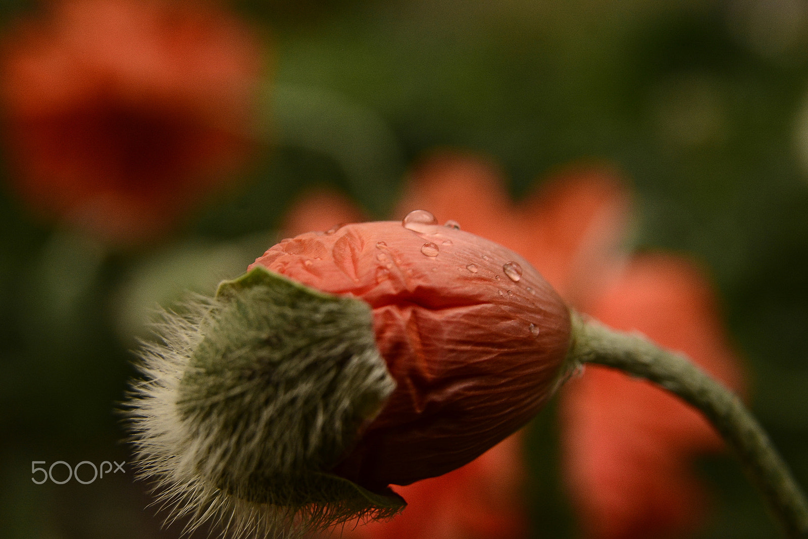 Nikon D7100 sample photo. Flower after the rain photography